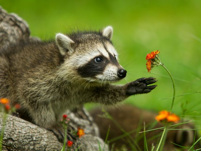 40 Animal Pics That'll Totally Make Your Day (Seriously, You'll Smile)
