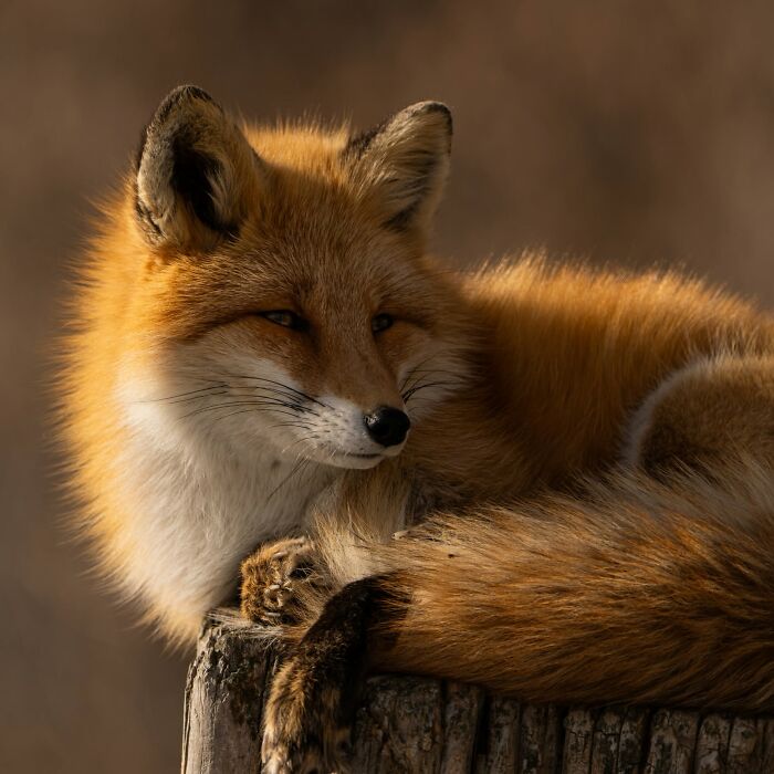 40 Animal Pics That'll Totally Make Your Day (Seriously, You'll Smile)