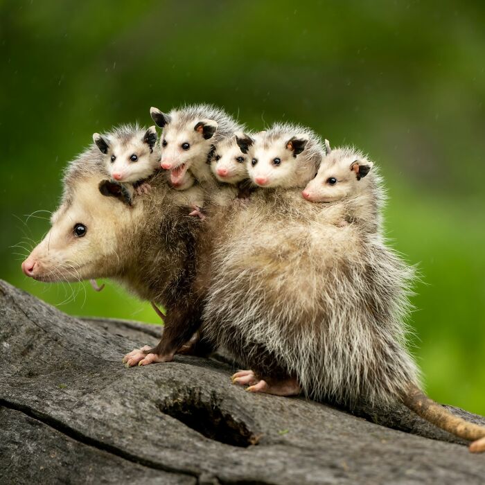 40 Animal Pics That'll Totally Make Your Day (Seriously, You'll Smile)