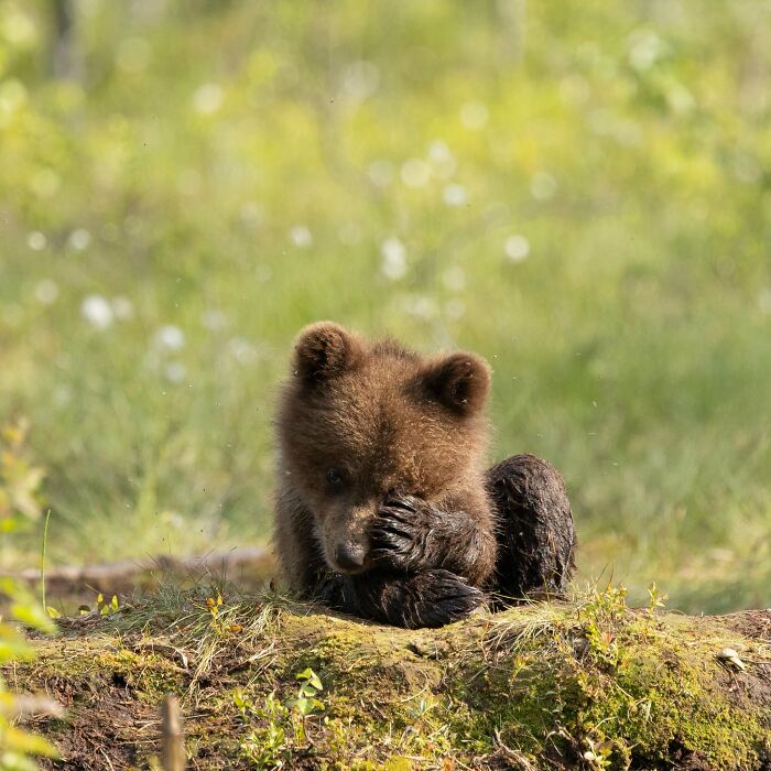 40 Animal Pics That'll Totally Make Your Day (Seriously, You'll Smile)