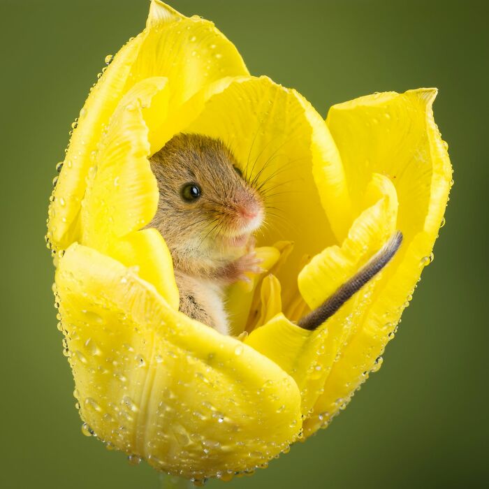 40 Animal Pics That'll Totally Make Your Day (Seriously, You'll Smile)
