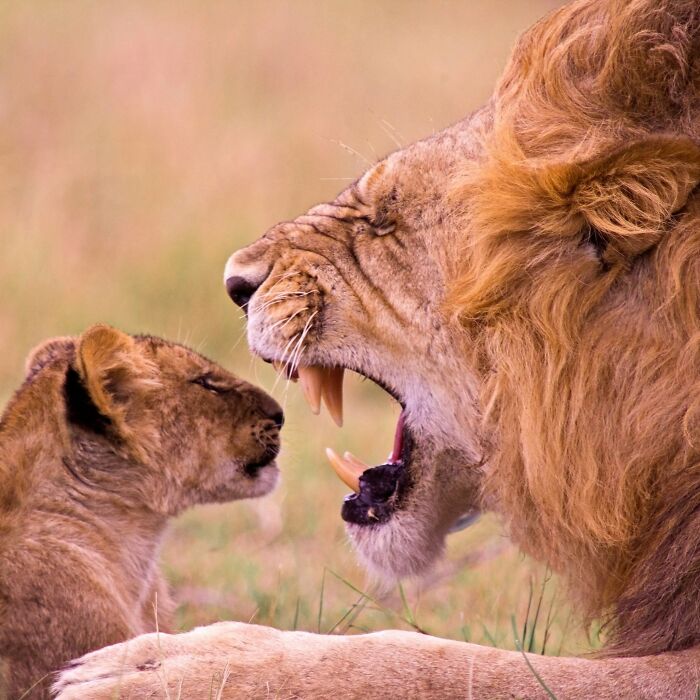 40 Animal Pics That'll Totally Make Your Day (Seriously, You'll Smile)