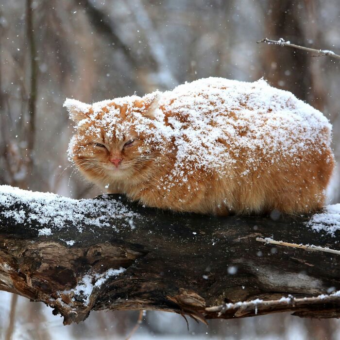 40 Animal Pics That'll Totally Make Your Day (Seriously, You'll Smile)