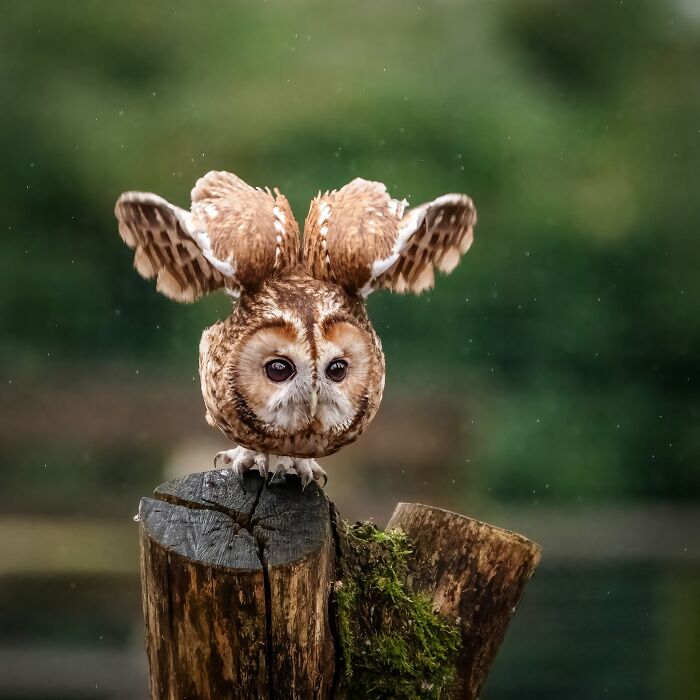 40 Animal Pics That'll Totally Make Your Day (Seriously, You'll Smile)