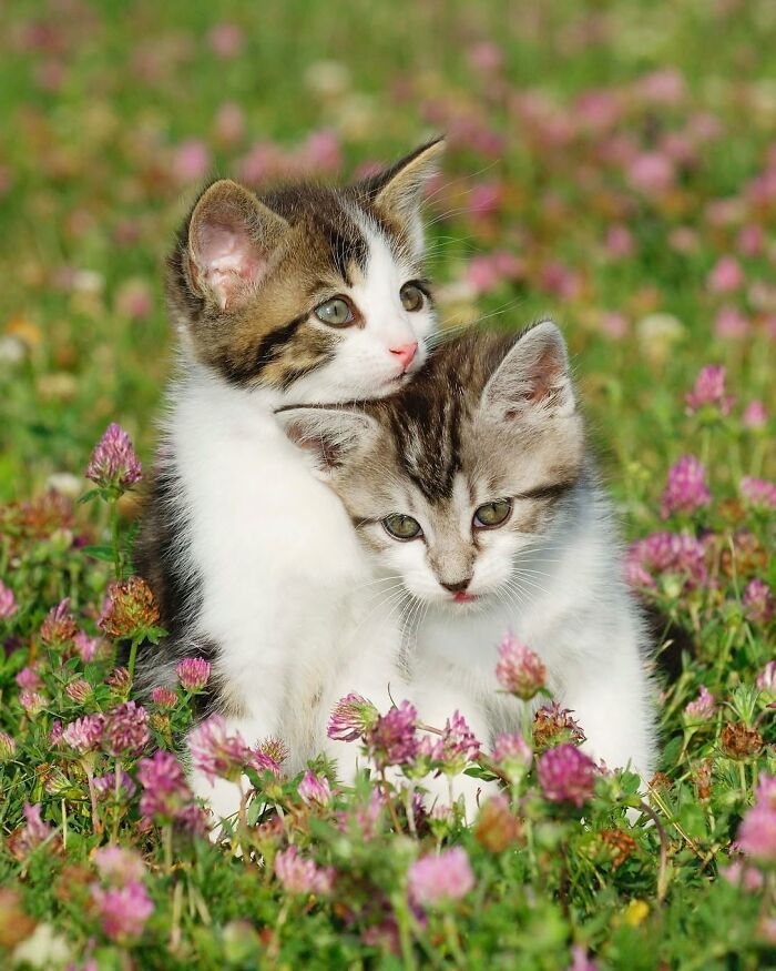 40 Animal Pics That'll Totally Make Your Day (Seriously, You'll Smile)