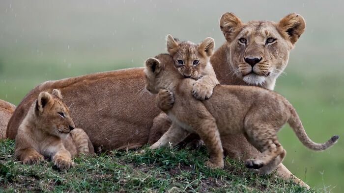 40 Animal Pics That'll Totally Make Your Day (Seriously, You'll Smile)