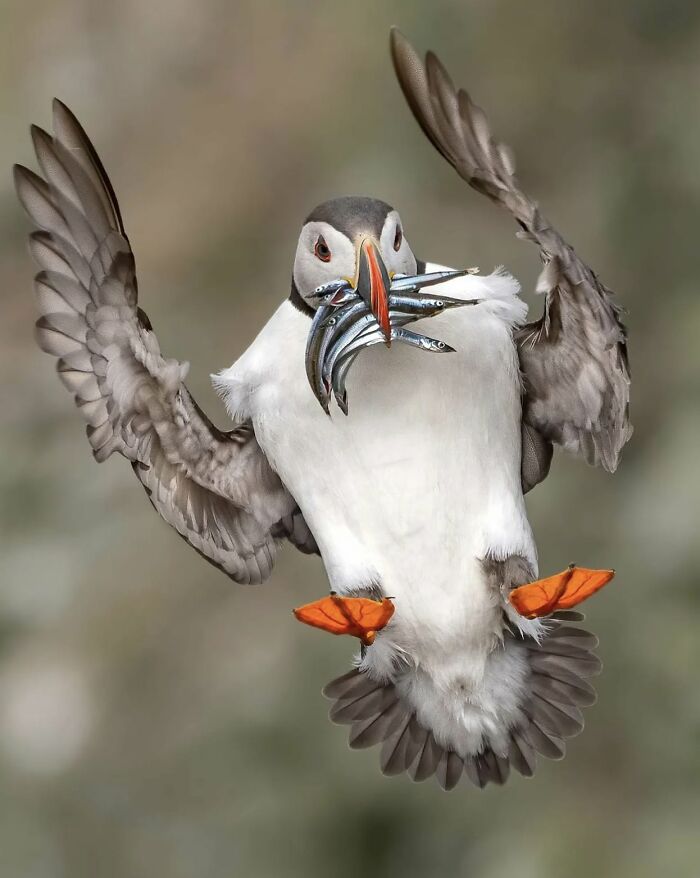 40 Animal Pics That'll Totally Make Your Day (Seriously, You'll Smile)