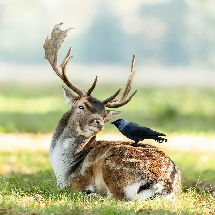 40 Animal Pics That'll Totally Make Your Day (Seriously, You'll Smile)