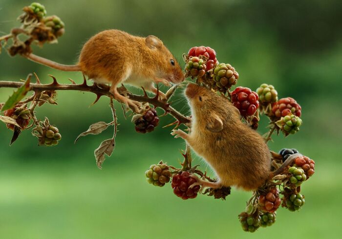 40 Animal Pics That'll Totally Make Your Day (Seriously, You'll Smile)