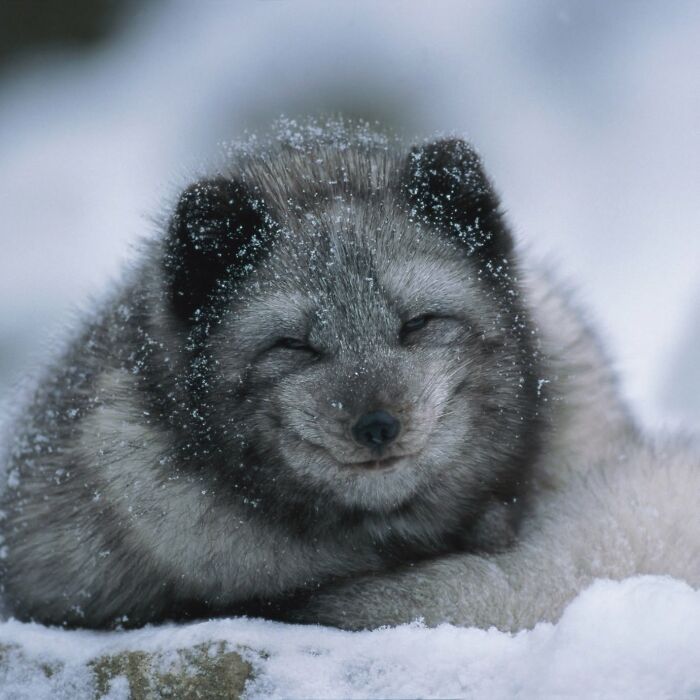 40 Animal Pics That'll Totally Make Your Day (Seriously, You'll Smile)