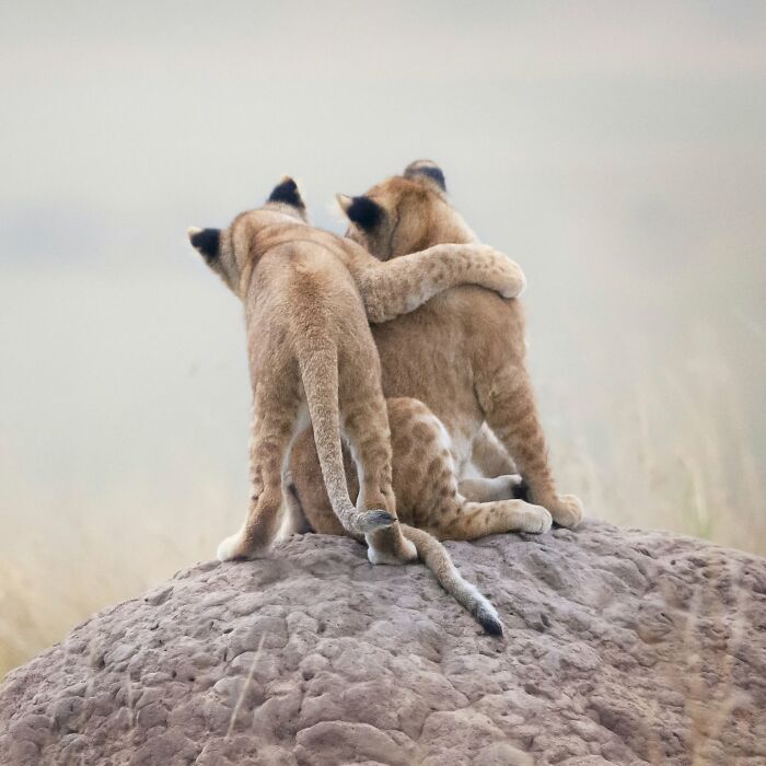 40 Animal Pics That'll Totally Make Your Day (Seriously, You'll Smile)