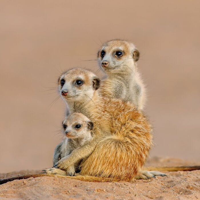 40 Animal Pics That'll Totally Make Your Day (Seriously, You'll Smile)