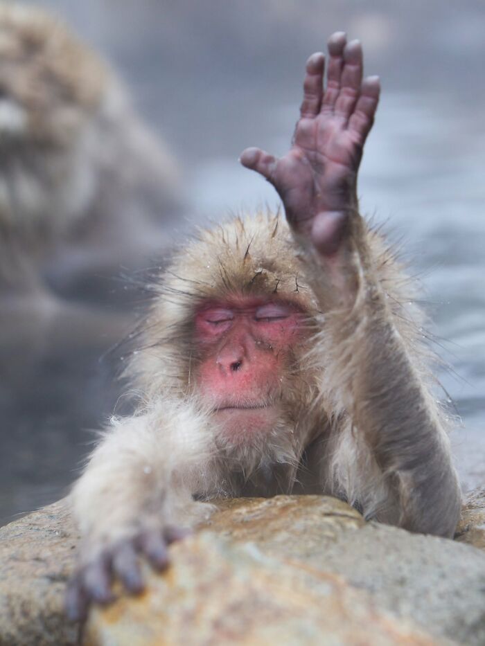 40 Animal Pics That'll Totally Make Your Day (Seriously, You'll Smile)