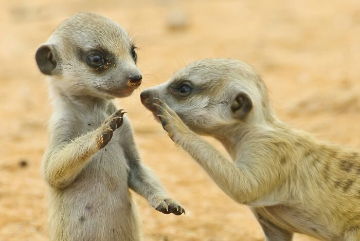 40 Animal Pics That'll Totally Make Your Day (Seriously, You'll Smile)