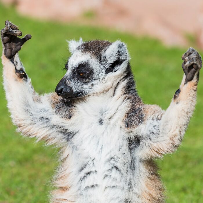 40 Animal Pics That'll Totally Make Your Day (Seriously, You'll Smile)