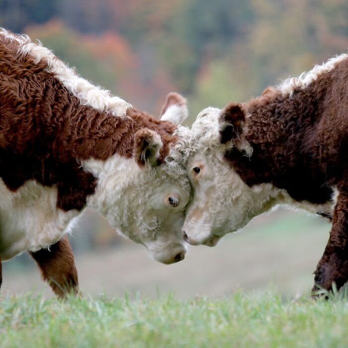 40 Animal Pics That'll Totally Make Your Day (Seriously, You'll Smile)