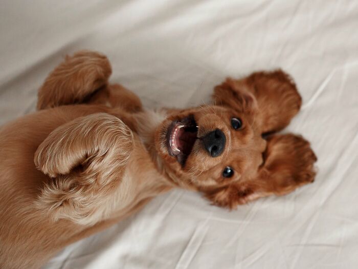 40 Animal Pics That'll Totally Make Your Day (Seriously, You'll Smile)