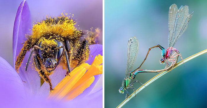 Get Ready To Geek Out Over These Wild Close-Ups of Tiny Nature Stuff!