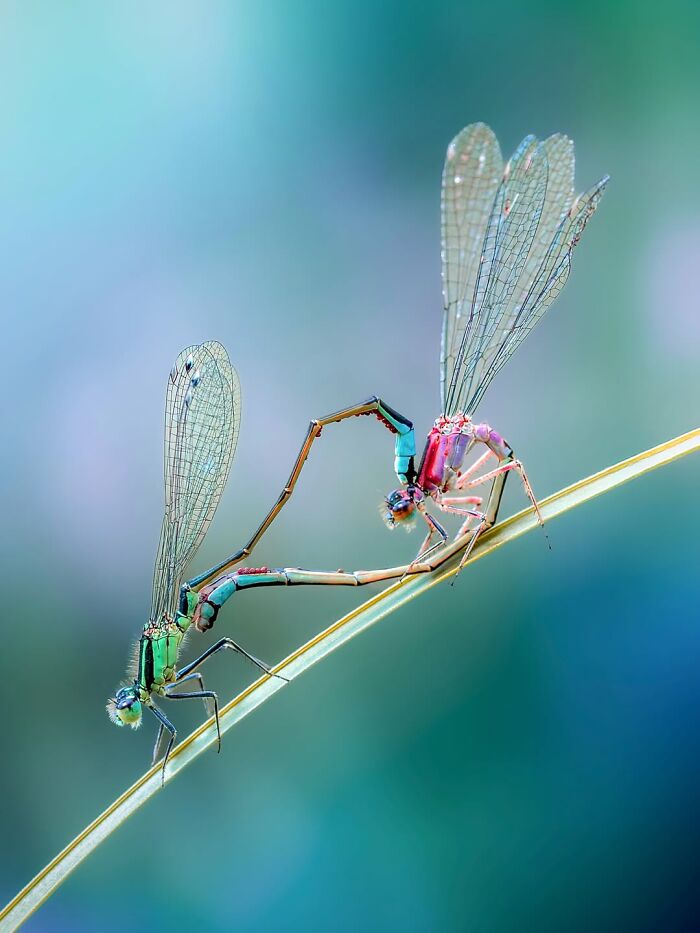 Get Ready To Geek Out Over These Wild Close-Ups of Tiny Nature Stuff!