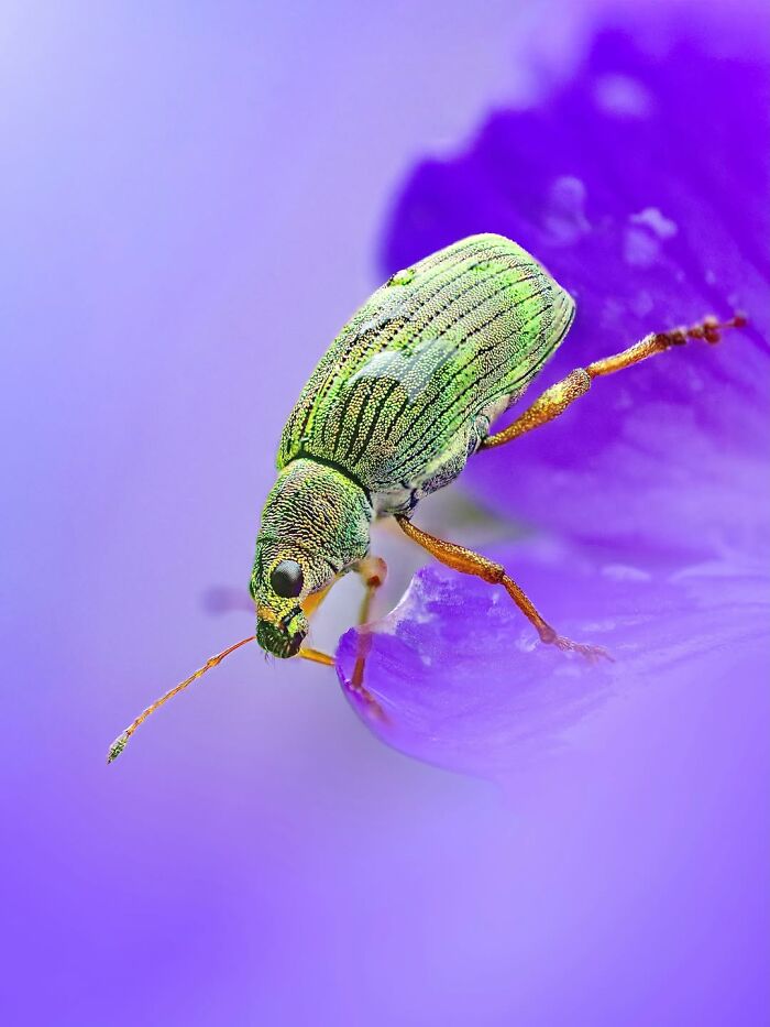 Get Ready To Geek Out Over These Wild Close-Ups of Tiny Nature Stuff!