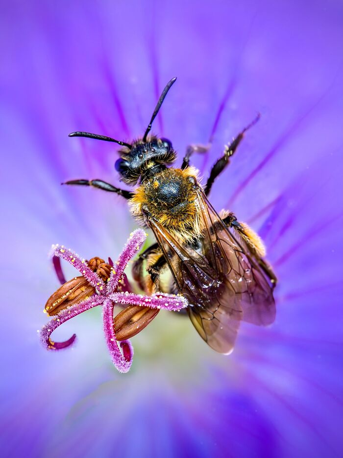 Get Ready To Geek Out Over These Wild Close-Ups of Tiny Nature Stuff!