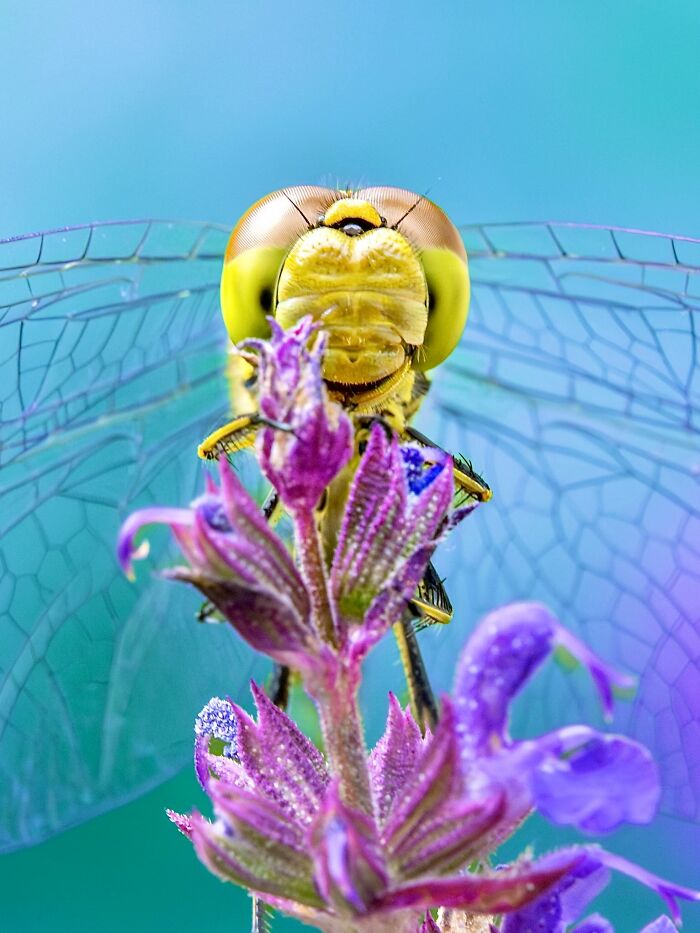 Get Ready To Geek Out Over These Wild Close-Ups of Tiny Nature Stuff!