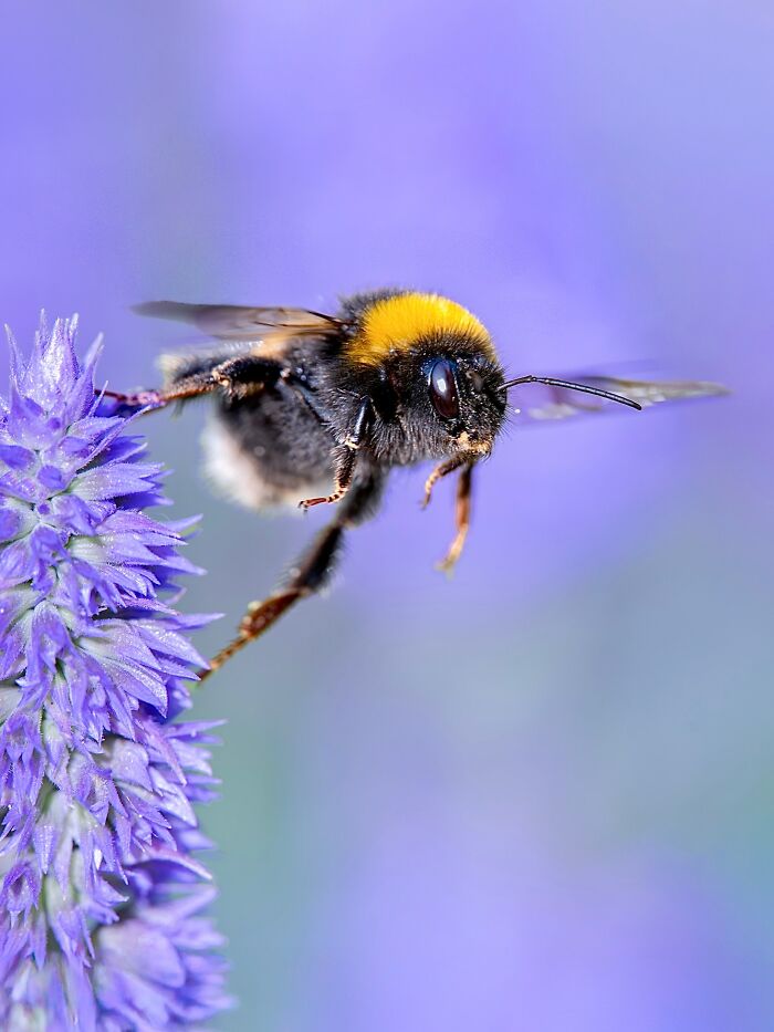 Get Ready To Geek Out Over These Wild Close-Ups of Tiny Nature Stuff!