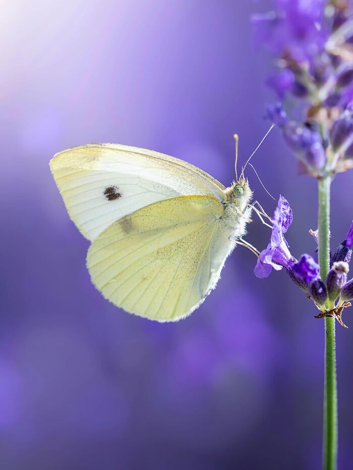 Get Ready To Geek Out Over These Wild Close-Ups of Tiny Nature Stuff!