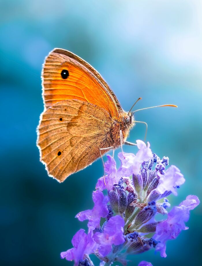 Get Ready To Geek Out Over These Wild Close-Ups of Tiny Nature Stuff!