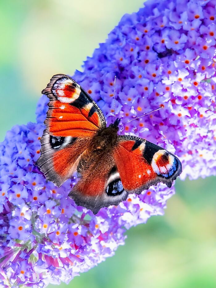 Get Ready To Geek Out Over These Wild Close-Ups of Tiny Nature Stuff!