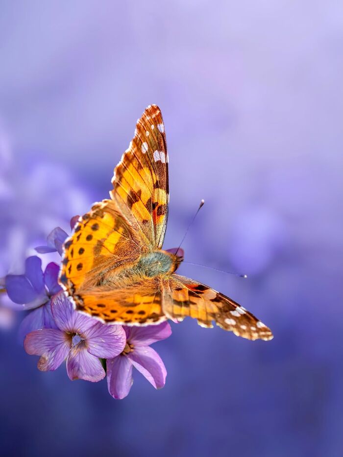 Get Ready To Geek Out Over These Wild Close-Ups of Tiny Nature Stuff!