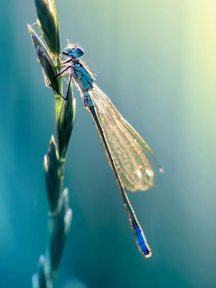 Get Ready To Geek Out Over These Wild Close-Ups of Tiny Nature Stuff!