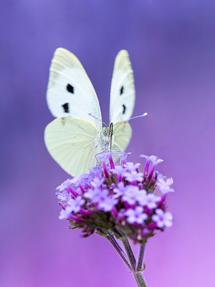Get Ready To Geek Out Over These Wild Close-Ups of Tiny Nature Stuff!