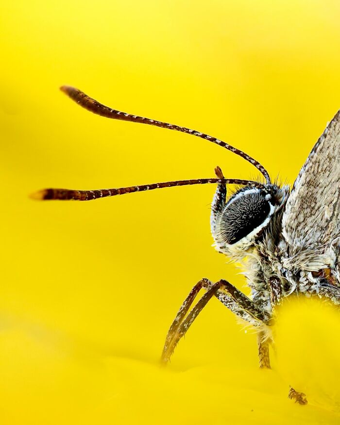 Get Ready To Geek Out Over These Wild Close-Ups of Tiny Nature Stuff!