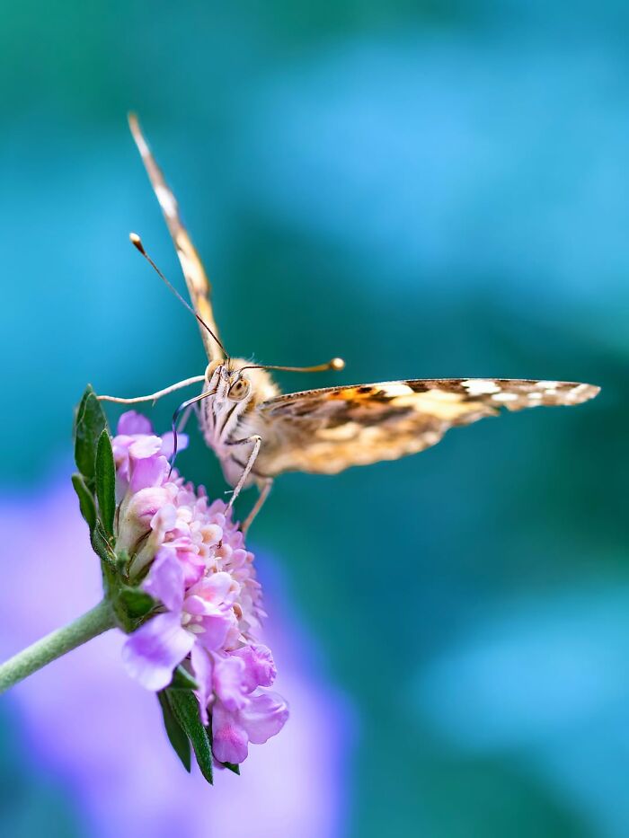 Get Ready To Geek Out Over These Wild Close-Ups of Tiny Nature Stuff!