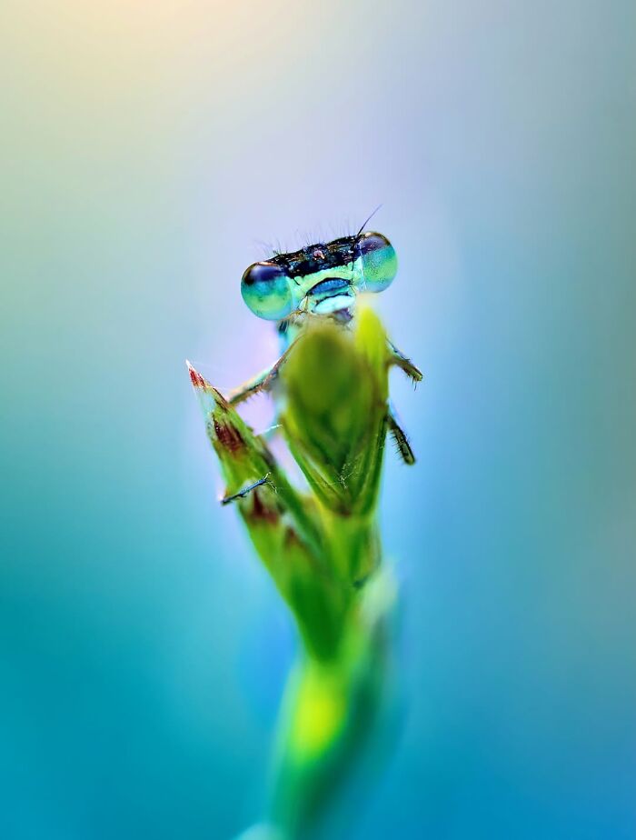 Get Ready To Geek Out Over These Wild Close-Ups of Tiny Nature Stuff!
