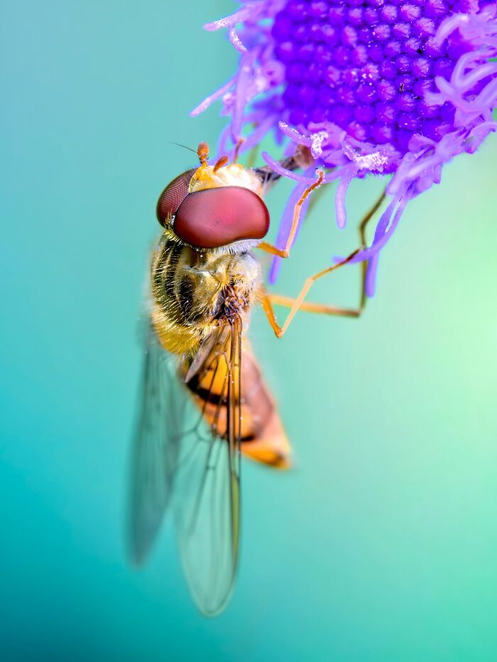 Get Ready To Geek Out Over These Wild Close-Ups of Tiny Nature Stuff!