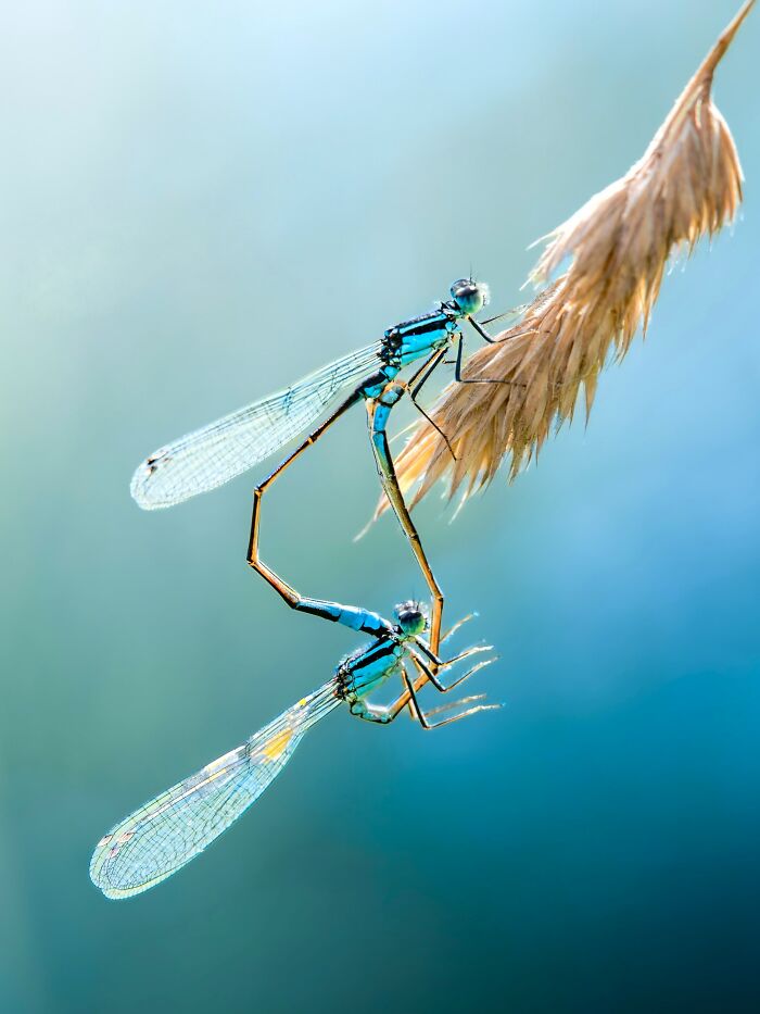Get Ready To Geek Out Over These Wild Close-Ups of Tiny Nature Stuff!