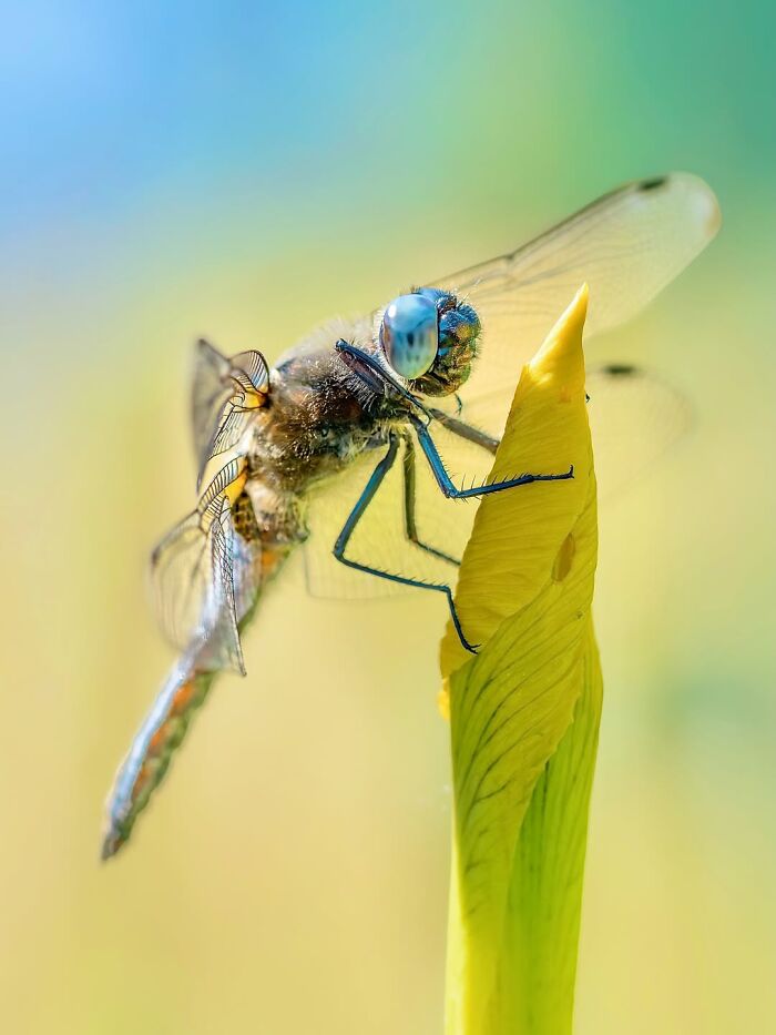 Get Ready To Geek Out Over These Wild Close-Ups of Tiny Nature Stuff!