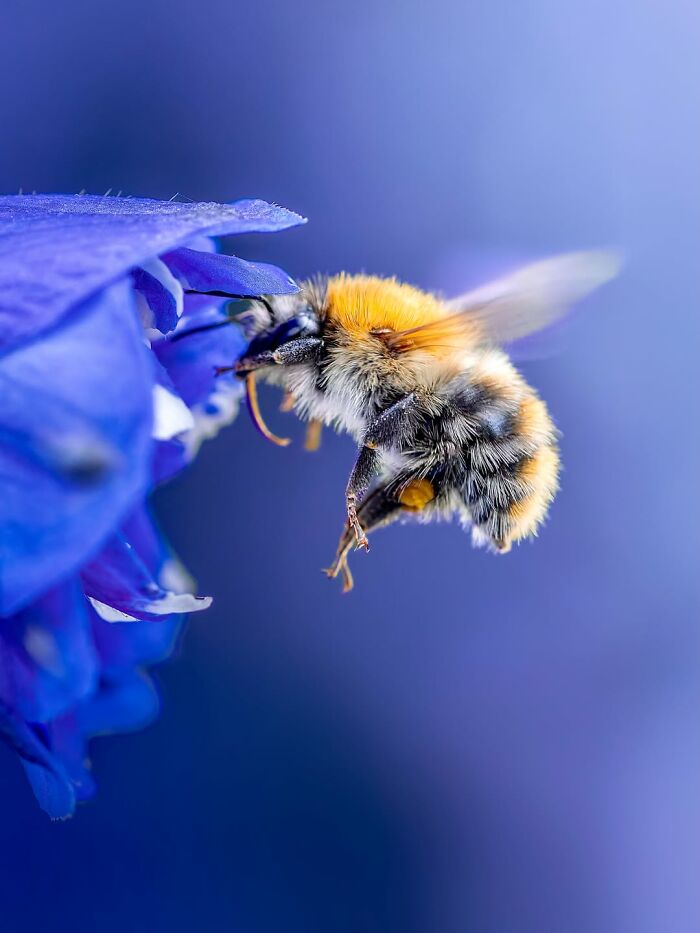 Get Ready To Geek Out Over These Wild Close-Ups of Tiny Nature Stuff!
