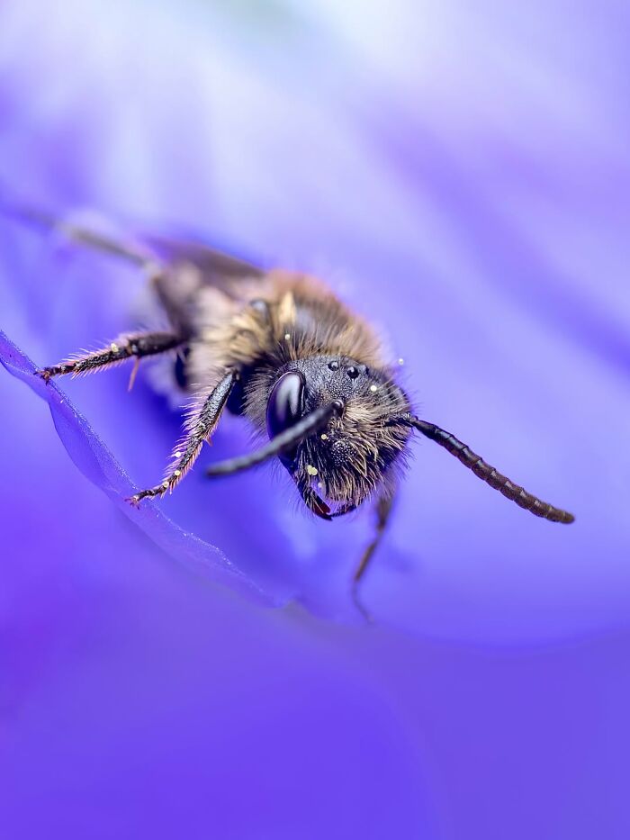 Get Ready To Geek Out Over These Wild Close-Ups of Tiny Nature Stuff!