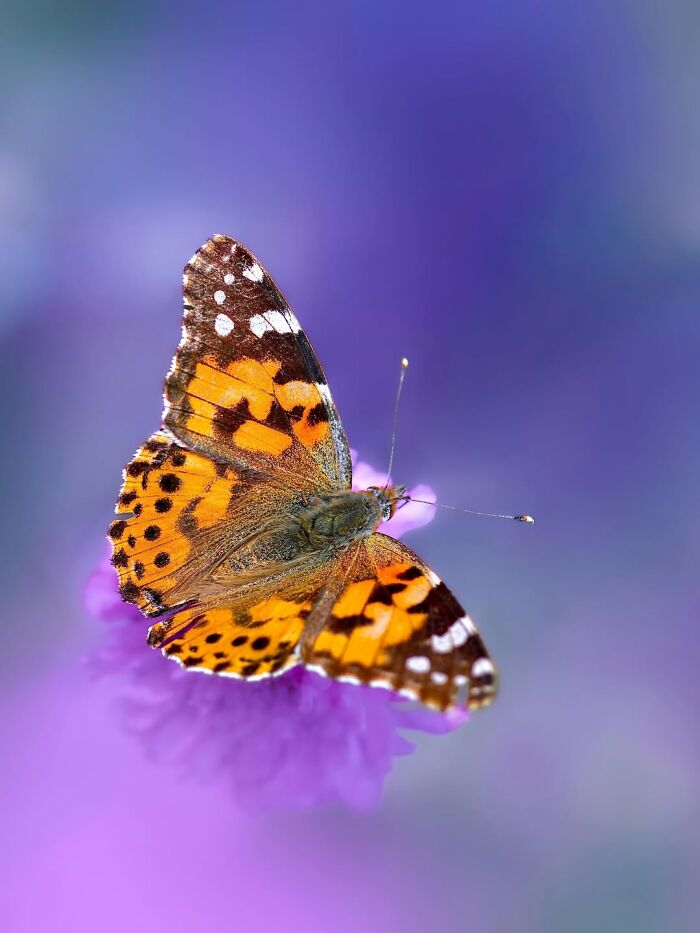 Get Ready To Geek Out Over These Wild Close-Ups of Tiny Nature Stuff!