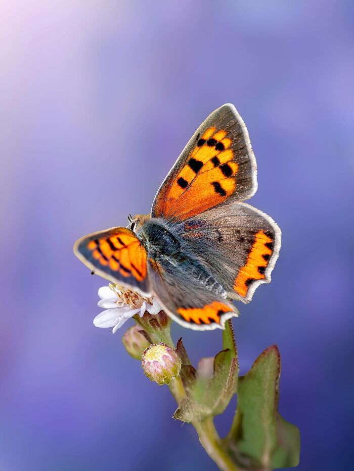 Get Ready To Geek Out Over These Wild Close-Ups of Tiny Nature Stuff!