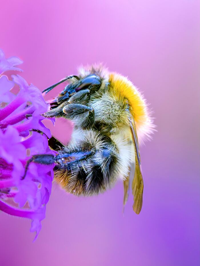 Get Ready To Geek Out Over These Wild Close-Ups of Tiny Nature Stuff!