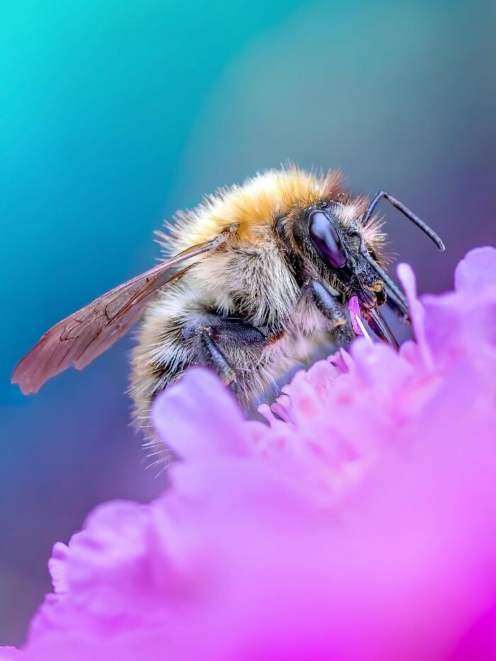 Get Ready To Geek Out Over These Wild Close-Ups of Tiny Nature Stuff!