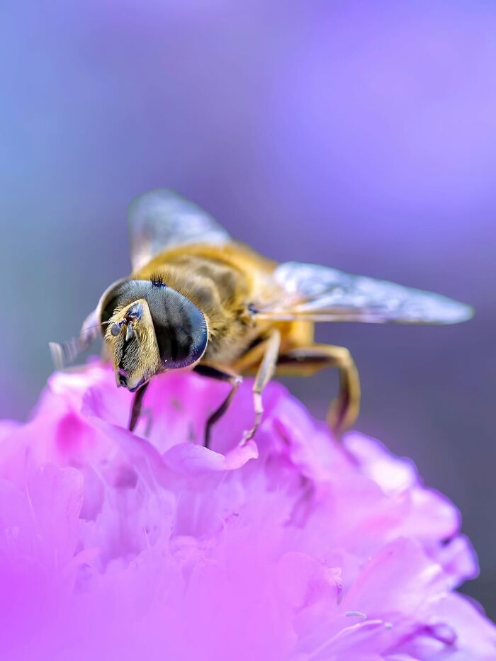 Get Ready To Geek Out Over These Wild Close-Ups of Tiny Nature Stuff!