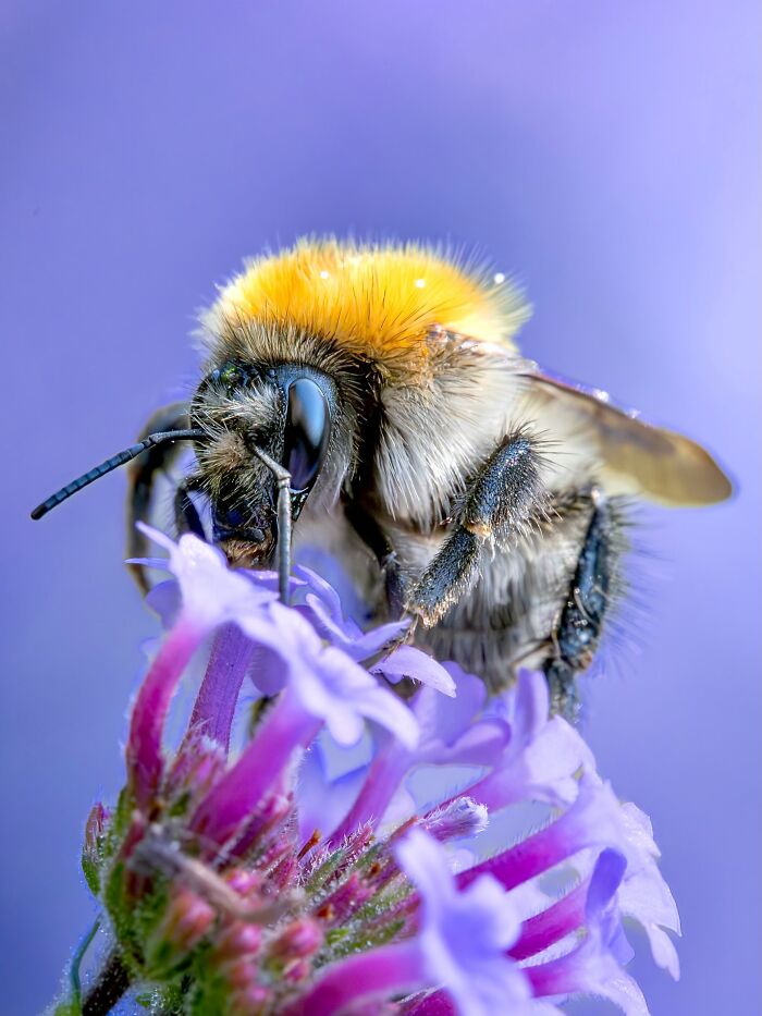 Get Ready To Geek Out Over These Wild Close-Ups of Tiny Nature Stuff!