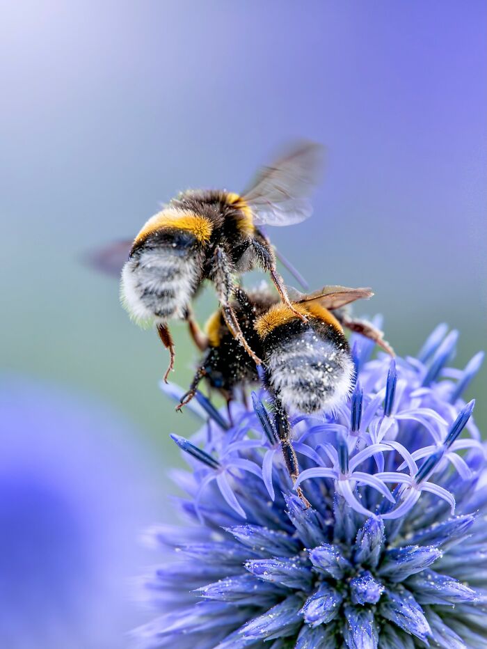 Get Ready To Geek Out Over These Wild Close-Ups of Tiny Nature Stuff!