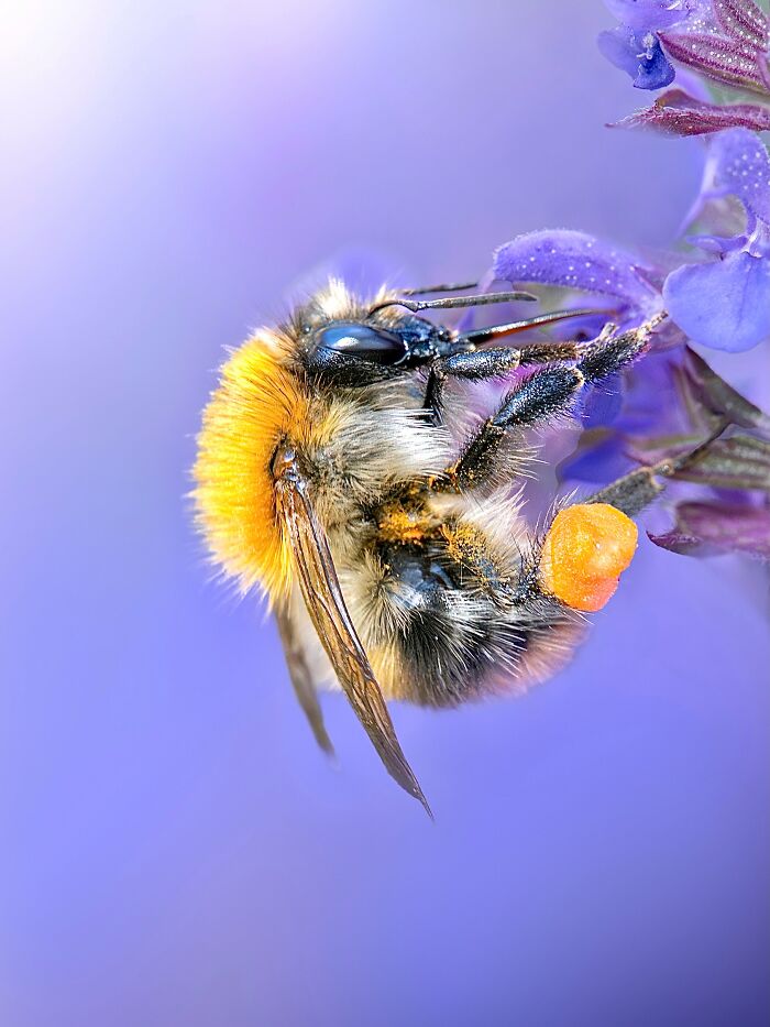 Get Ready To Geek Out Over These Wild Close-Ups of Tiny Nature Stuff!