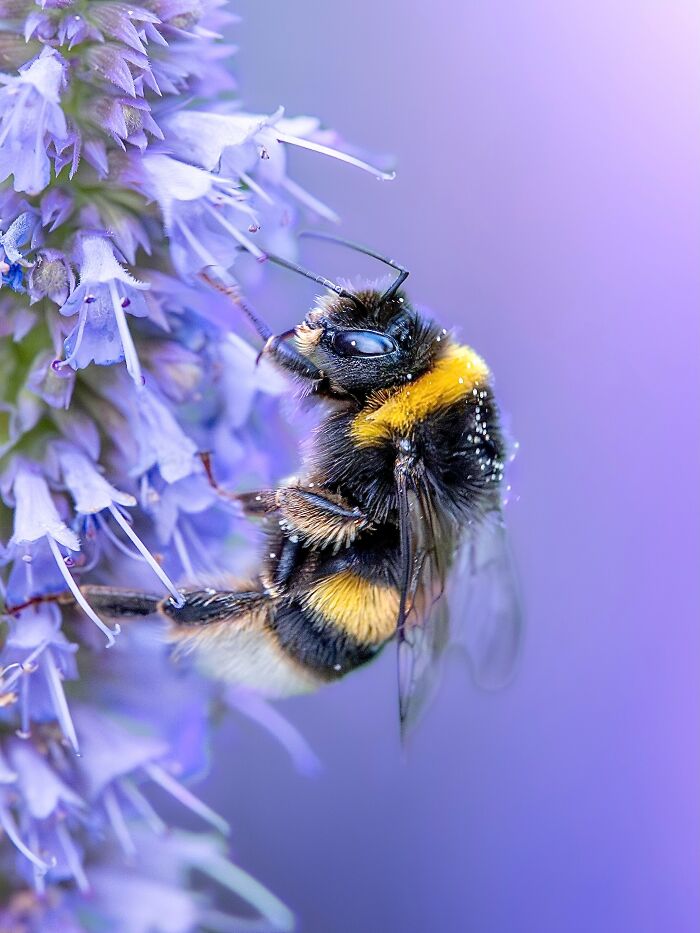 Get Ready To Geek Out Over These Wild Close-Ups of Tiny Nature Stuff!